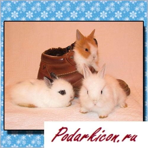 Что подарить на новейший год девченке 10 лет от деда холода? Идеи!