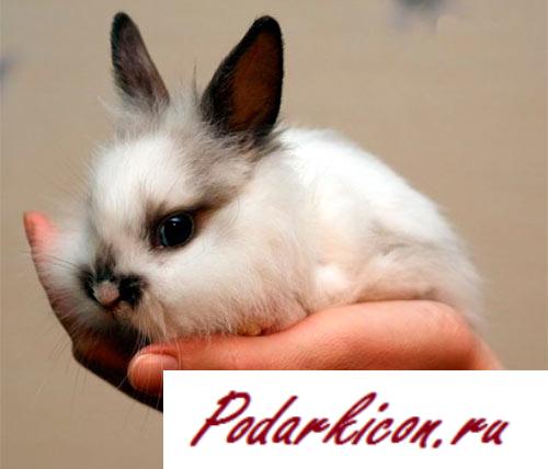 Что подарить превосходнейшей подруге на задевай рождения 17 лет? Идеи на 17 лет